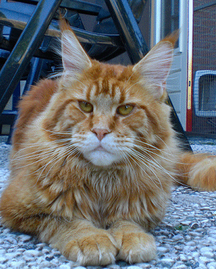 filter Aan het liegen Aan het water Magic Craft Maine Coons Males/Kater